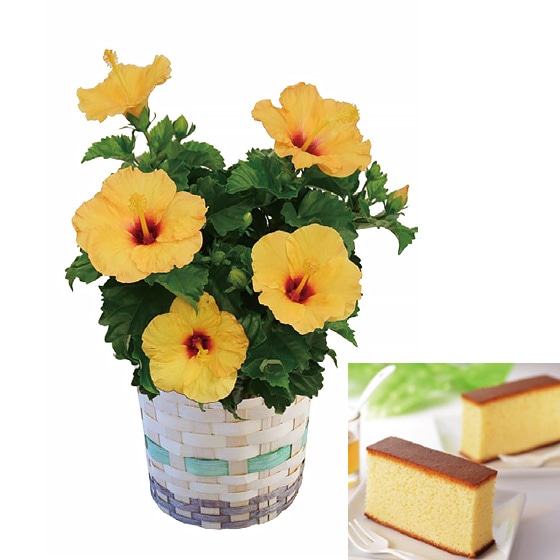 �n�C�r�X�J�X�ƖI�������Ă�