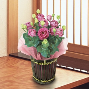 �g���R�L�L���E�u�}�L�A���[�W���v